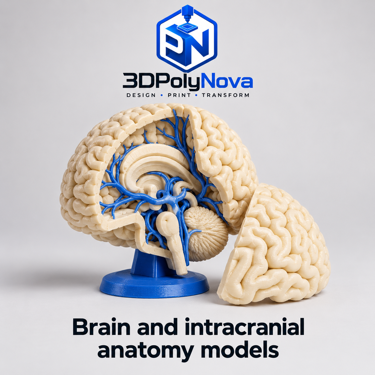 Healthcare & Educational Models: Brain and intracranial anatomy models-6