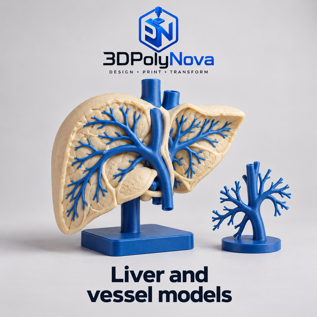 Healthcare & Educational Models: Liver and vessel models-3