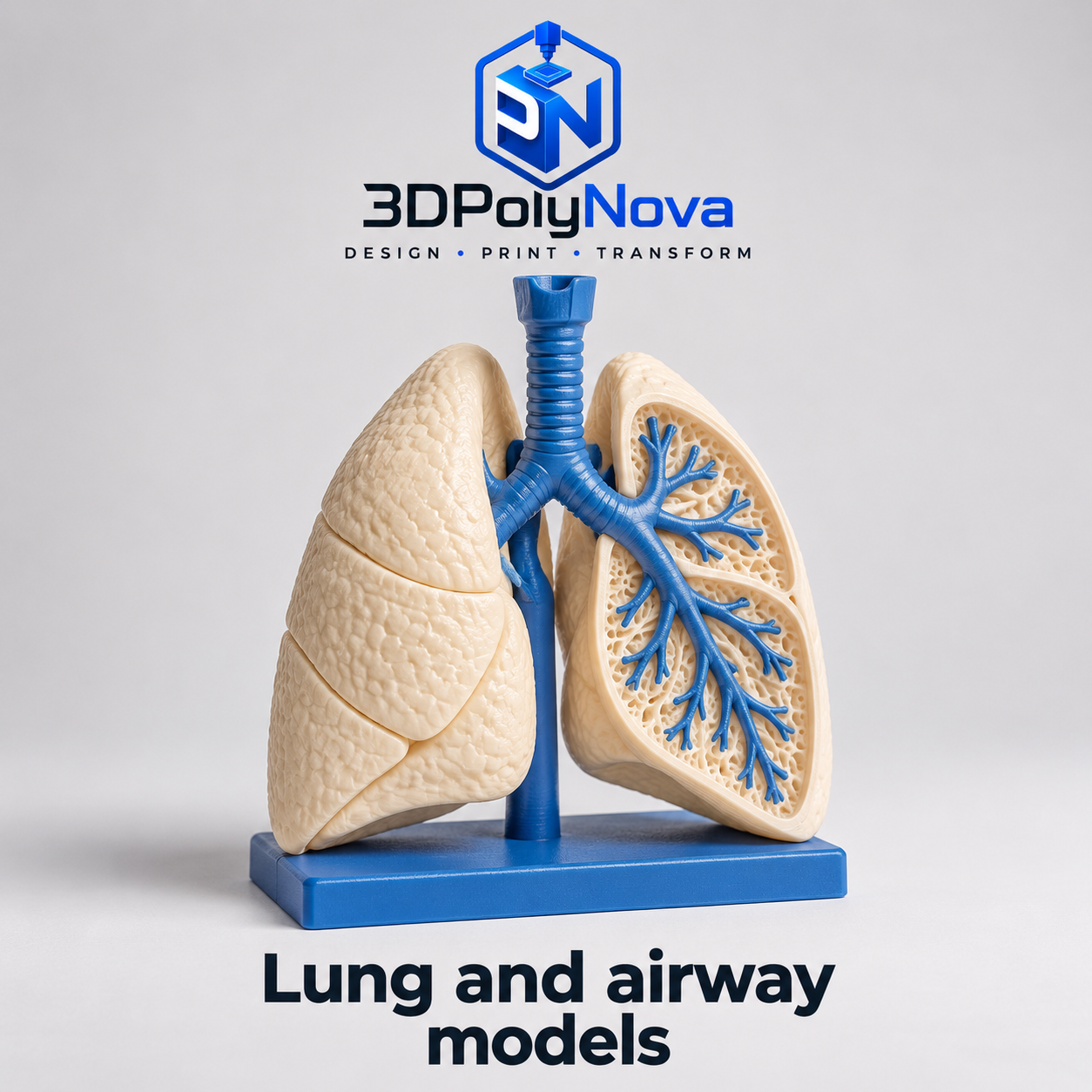Healthcare & Educational Models: Lung and airway models-4
