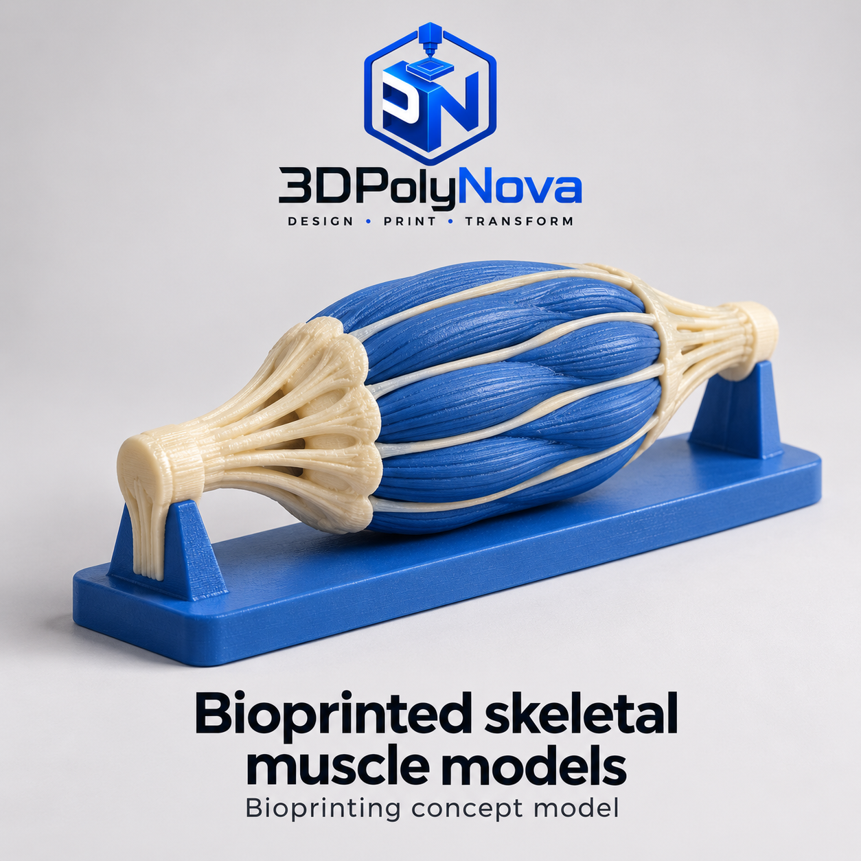 Healthcare & Educational Models: Bioprinted skeletal muscle models-5