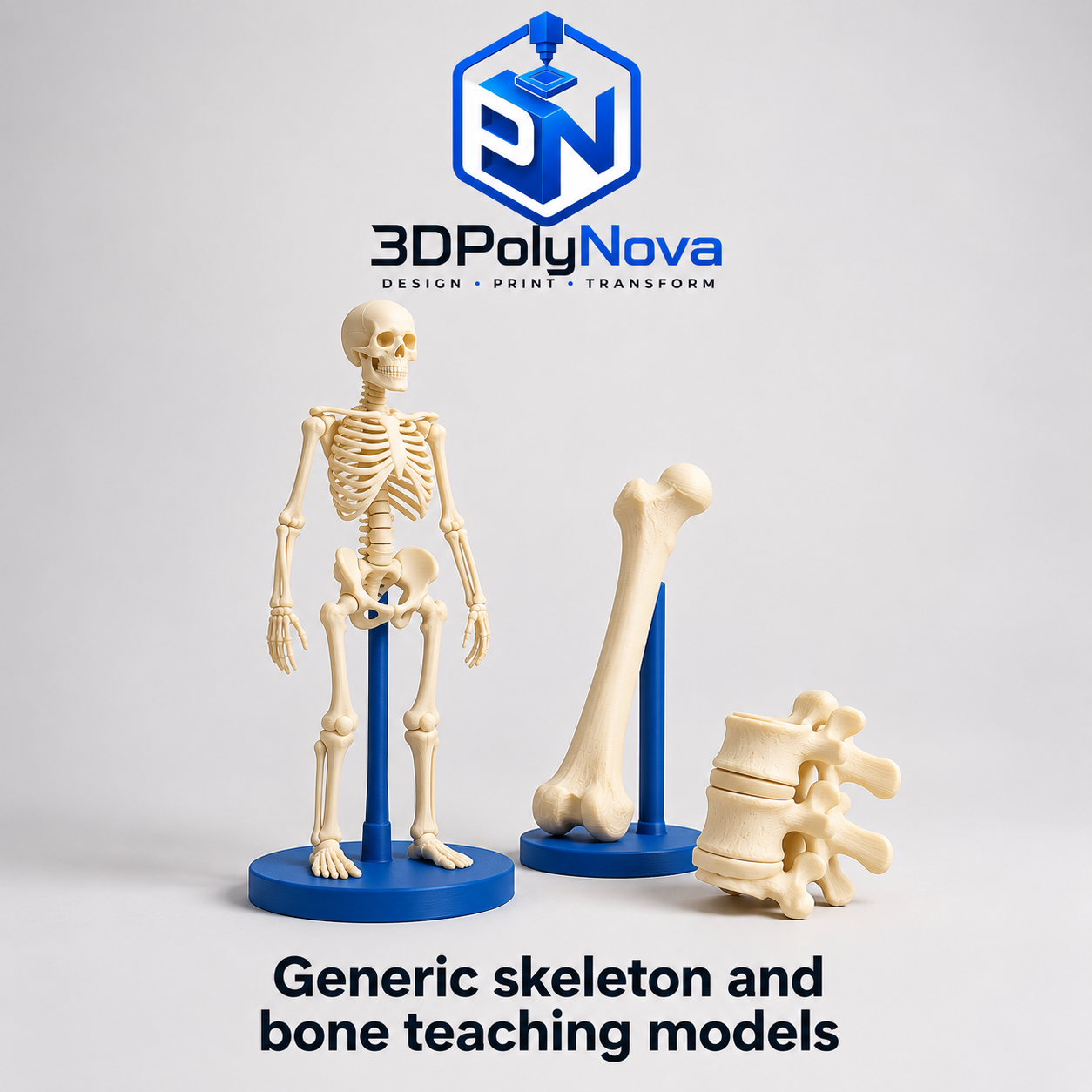 Healthcare & Educational Models: Generic skeleton and bone teaching models-1