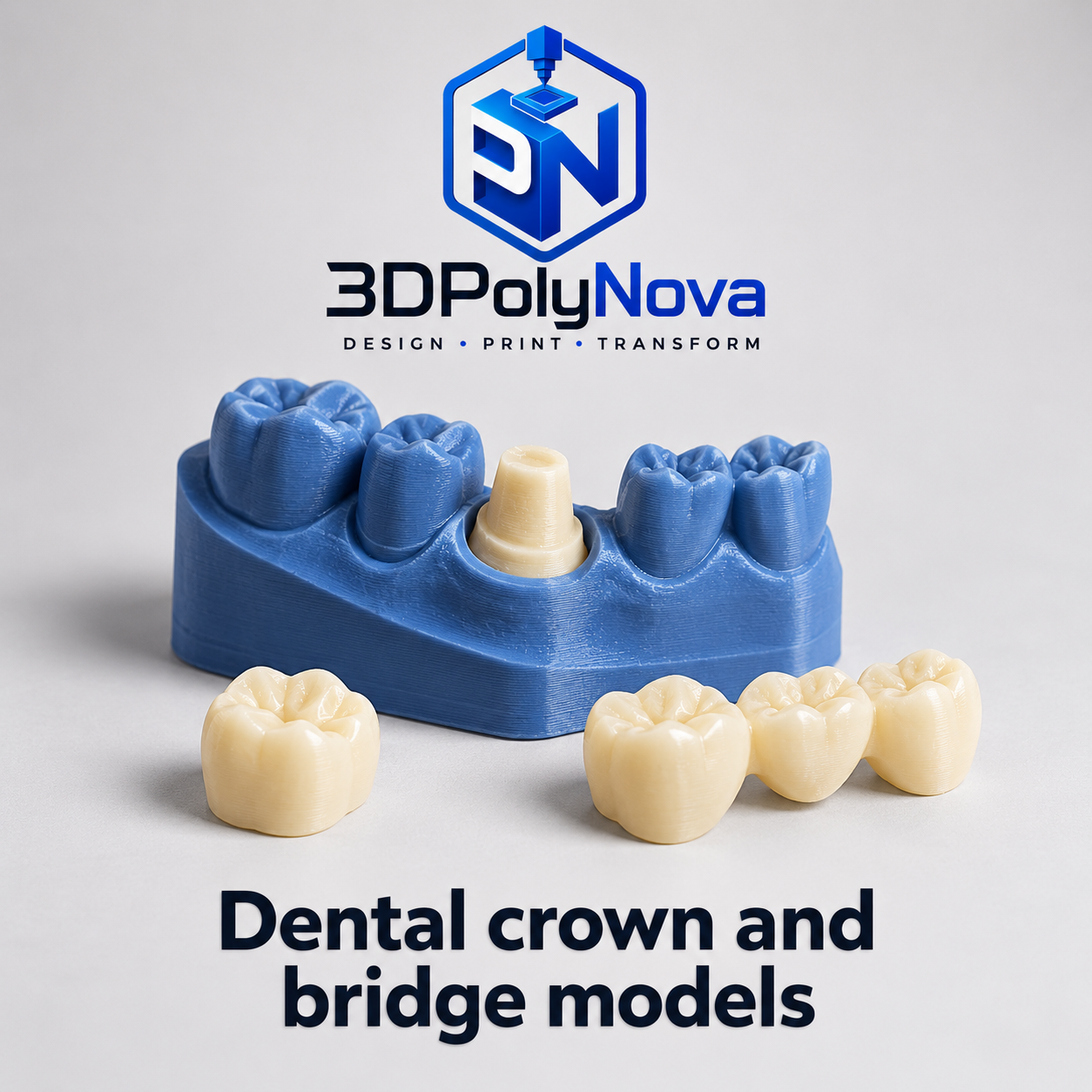 Healthcare & Educational Models: Dental crown and bridge models-2