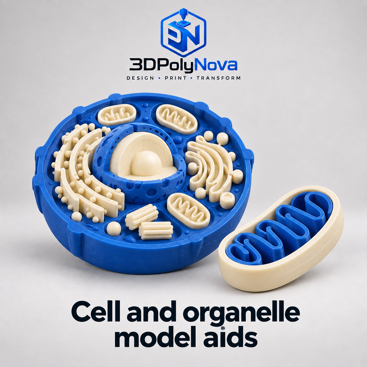 Healthcare & Educational Models: Cell and organelle model aids-6